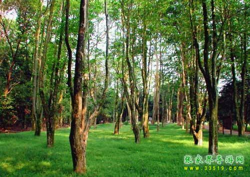 東臺山國家森林公園